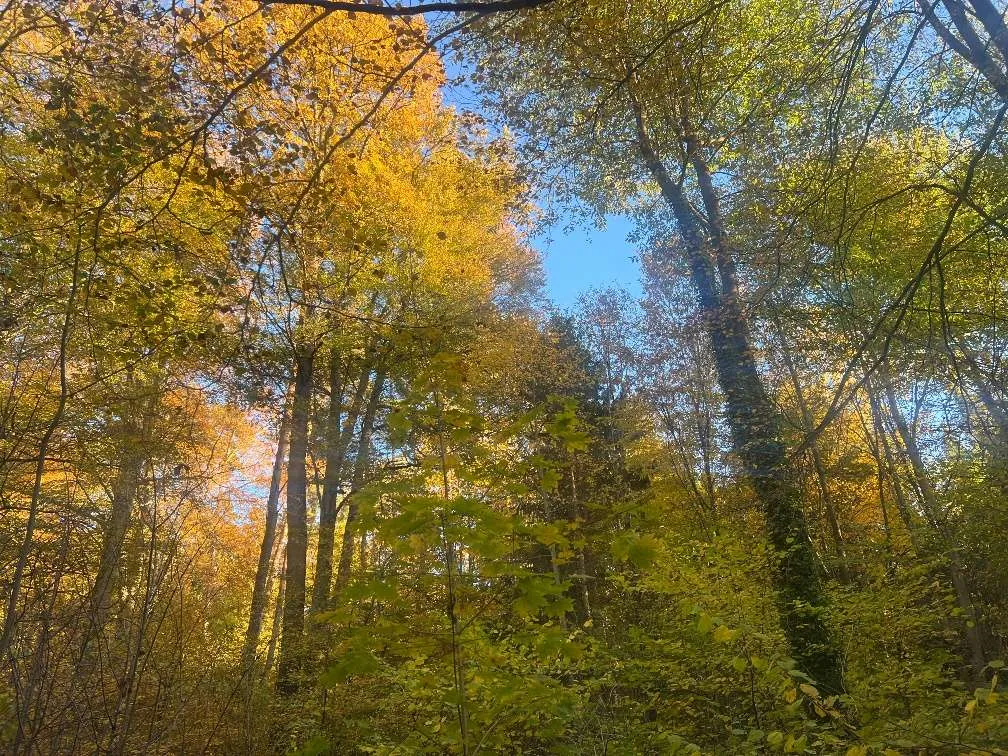 Gelegenheit: Waldgrundstück in Graz Nähe Grazer Urwald