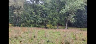 Grundstück mieten in Rohrbach – 3 000 m² – Bild 3 von 9