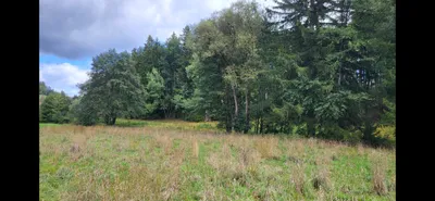 Grundstück mieten in Rohrbach – 3 000 m² – Bild 2 von 9