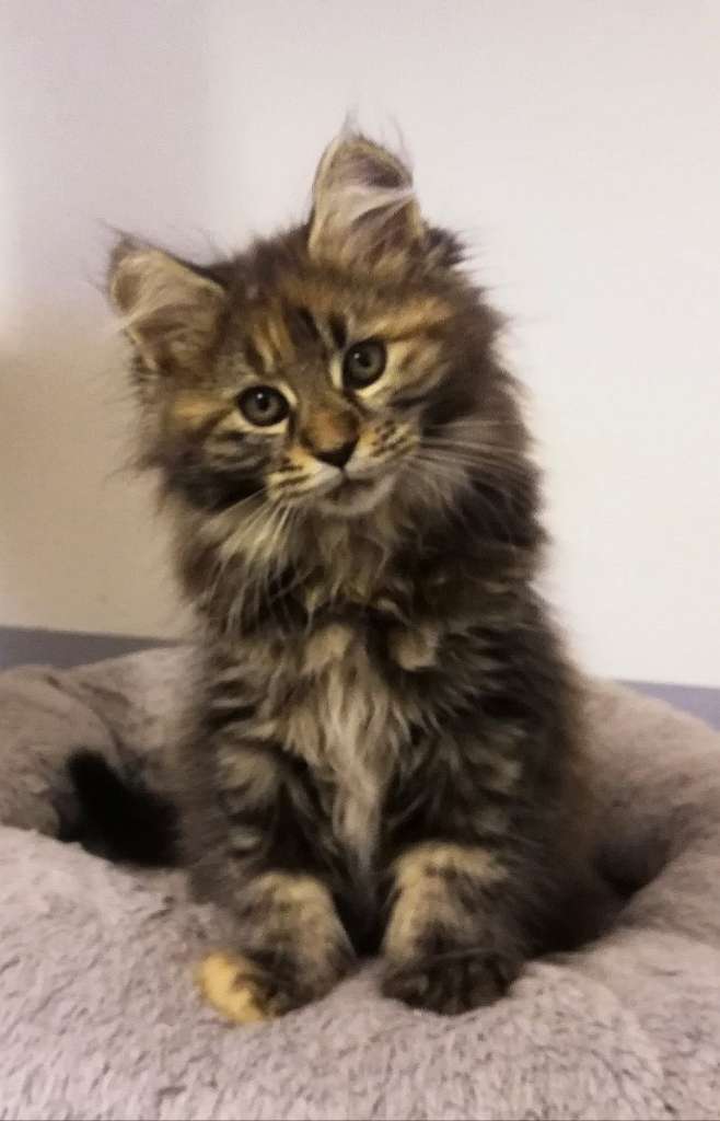 Maine Coon mit offers Stammbaum