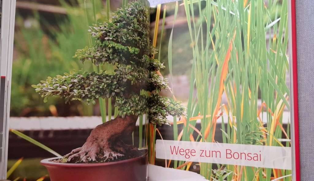 bonsai schneiden und umtopfen Workshop Bonsai umtopfen