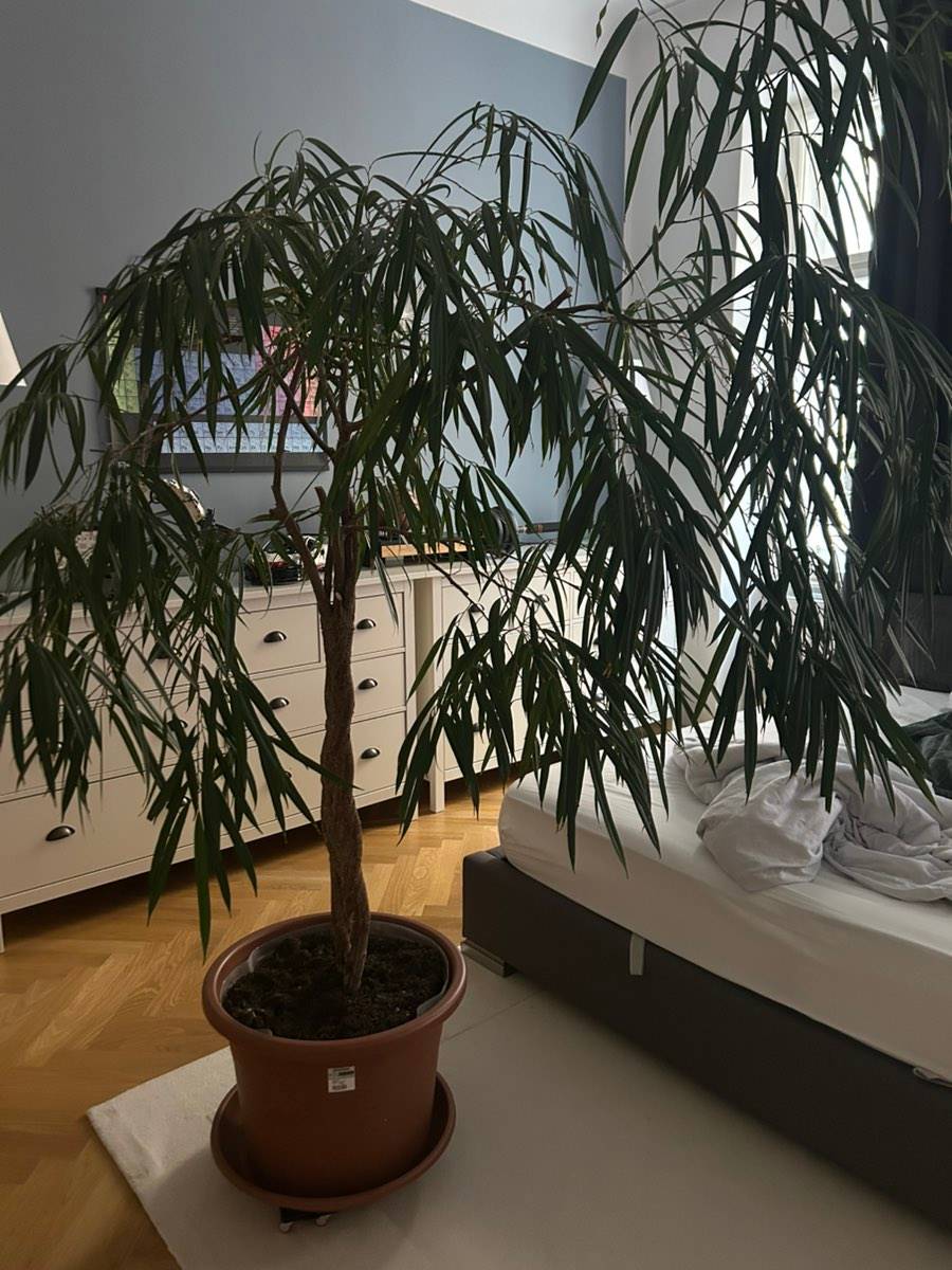 bonsai xxl 270