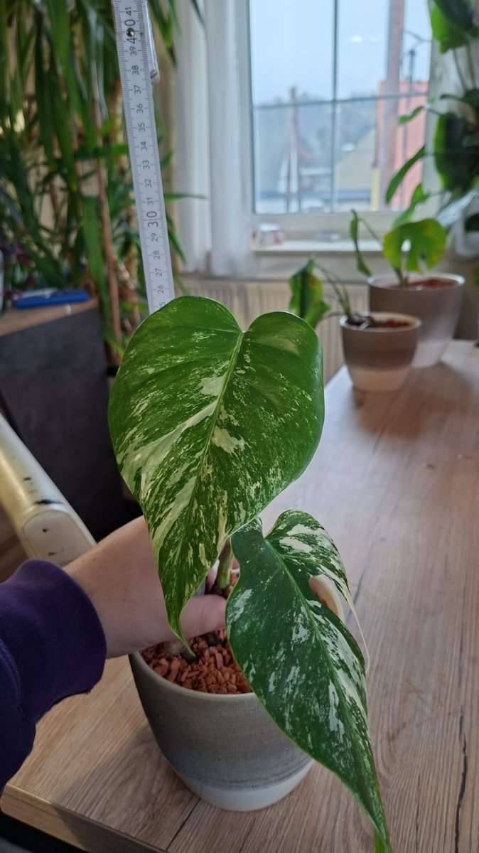 Pflanze Monstera deliciosa variegeta Raritt,  20,- (8072 Wutschdorf) -  willhaben