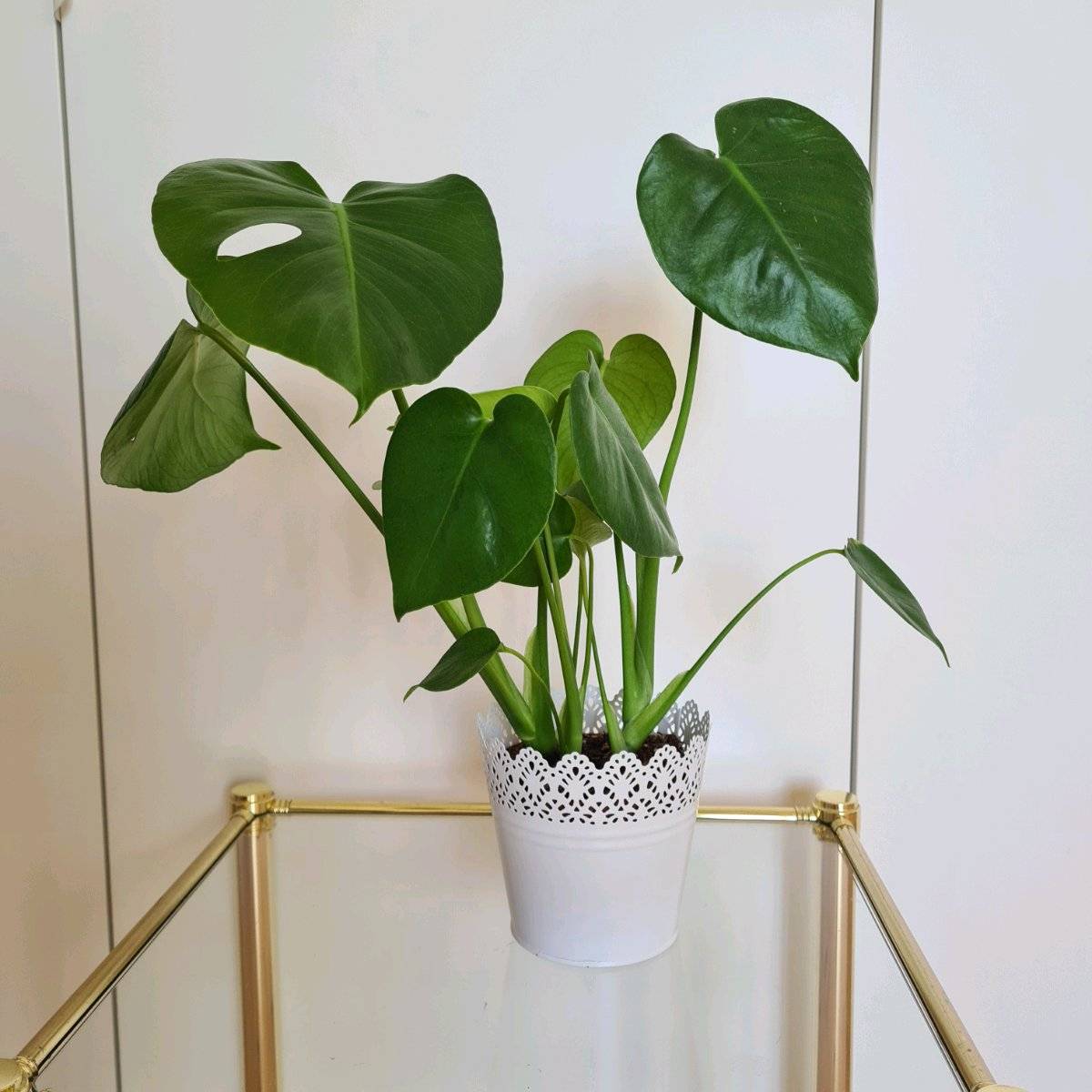 philodendron orange princess marble Philodendron Orange Princess – Lost in the Forrest