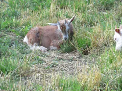 Grundstück mieten in Sankt Pölten Land – 20 000 m² – Bild 37 von 67