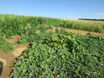Grundstück mieten in Sankt Pölten Land – 20 000 m² – Bild 31 von 67