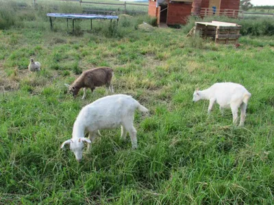 Grundstück mieten in Sankt Pölten Land – 20 000 m² – Bild 40 von 67