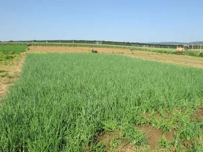 Grundstück mieten in Sankt Pölten Land – 20 000 m² – Bild 9 von 67