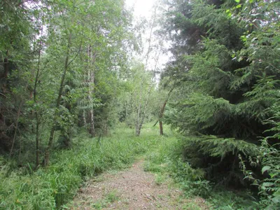 Grundstück mieten in Sankt Pölten Land – 20 000 m² – Bild 47 von 67