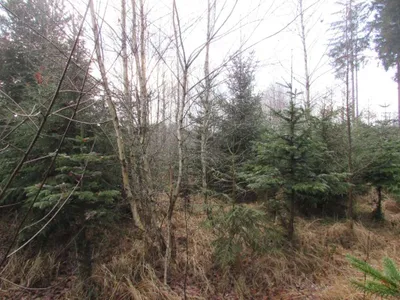 Grundstück mieten in Sankt Pölten Land – 20 000 m² – Bild 65 von 67