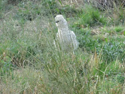 Grundstück mieten in Sankt Pölten Land – 20 000 m² – Bild 38 von 67
