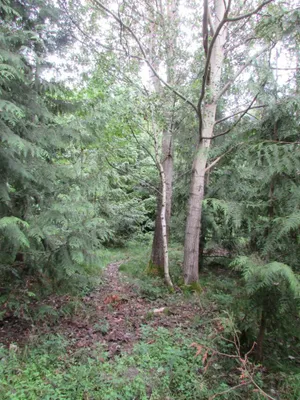 Grundstück mieten in Sankt Pölten Land – 20 000 m² – Bild 15 von 67