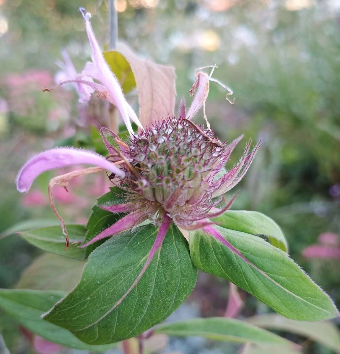 Verschiedene Wildblumensamen - besonders insektenfreundlich, aus eigenem Anbau