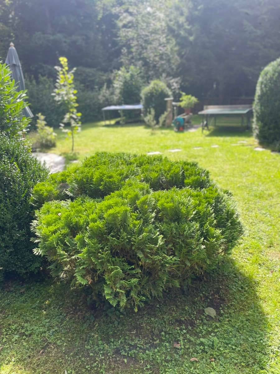 Thuja Busch 1m Hhe, etwa 1,60m in der Breite,  0,- (5163 Mattsee) -  willhaben
