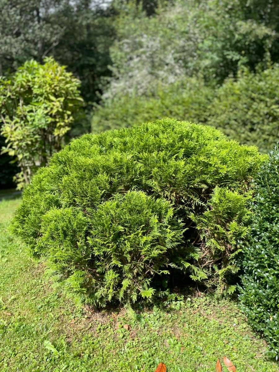 Thuja Busch 1m Hhe, etwa 1,60m in der Breite,  0,- (5163 Mattsee) -  willhaben