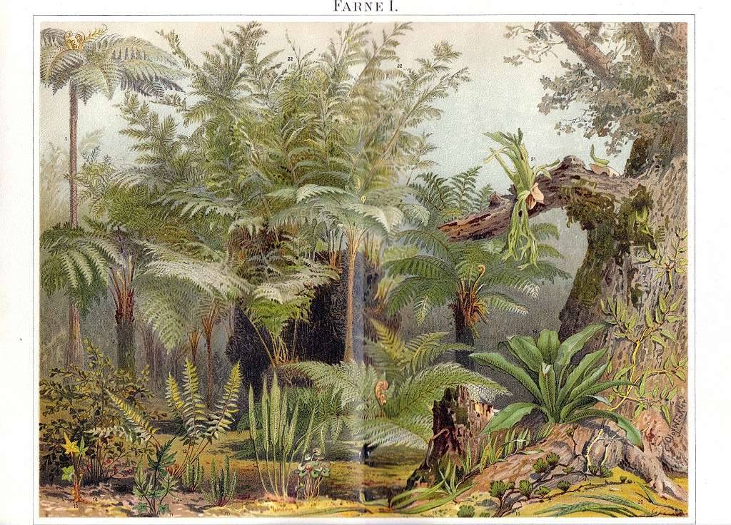 Grafik - Farne (I)5 24x30cm ~1895 Pflanzen,  16,- (1120 Wien) - willhaben
