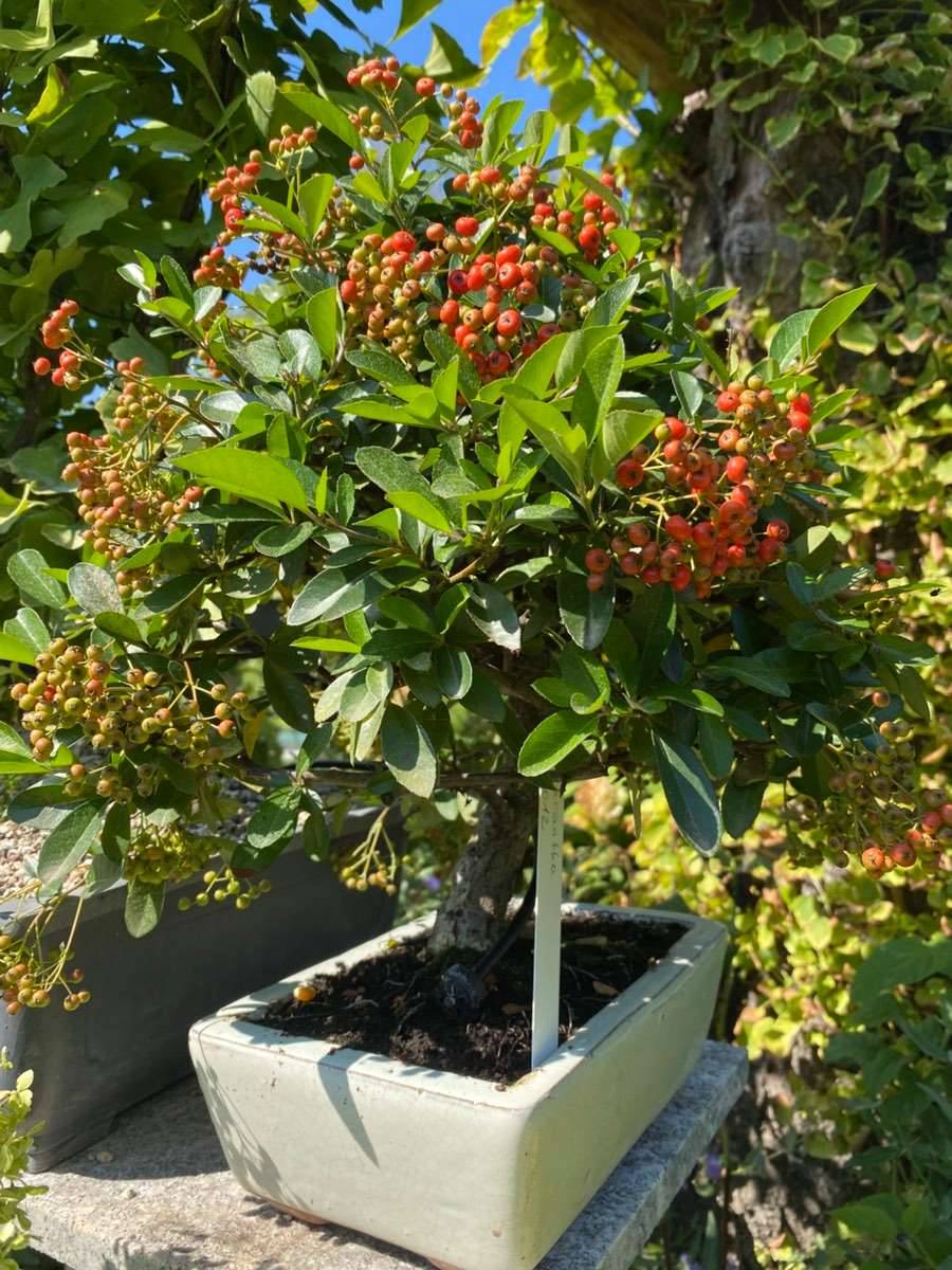 Pyracantha / Feuerdorn Bonsai,  150,- (2292 Engelhartstetten) - willhaben