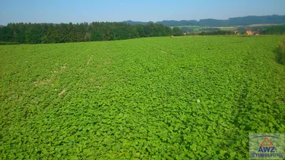 Grundstück kaufen in Gänserndorf – 28 776 m²