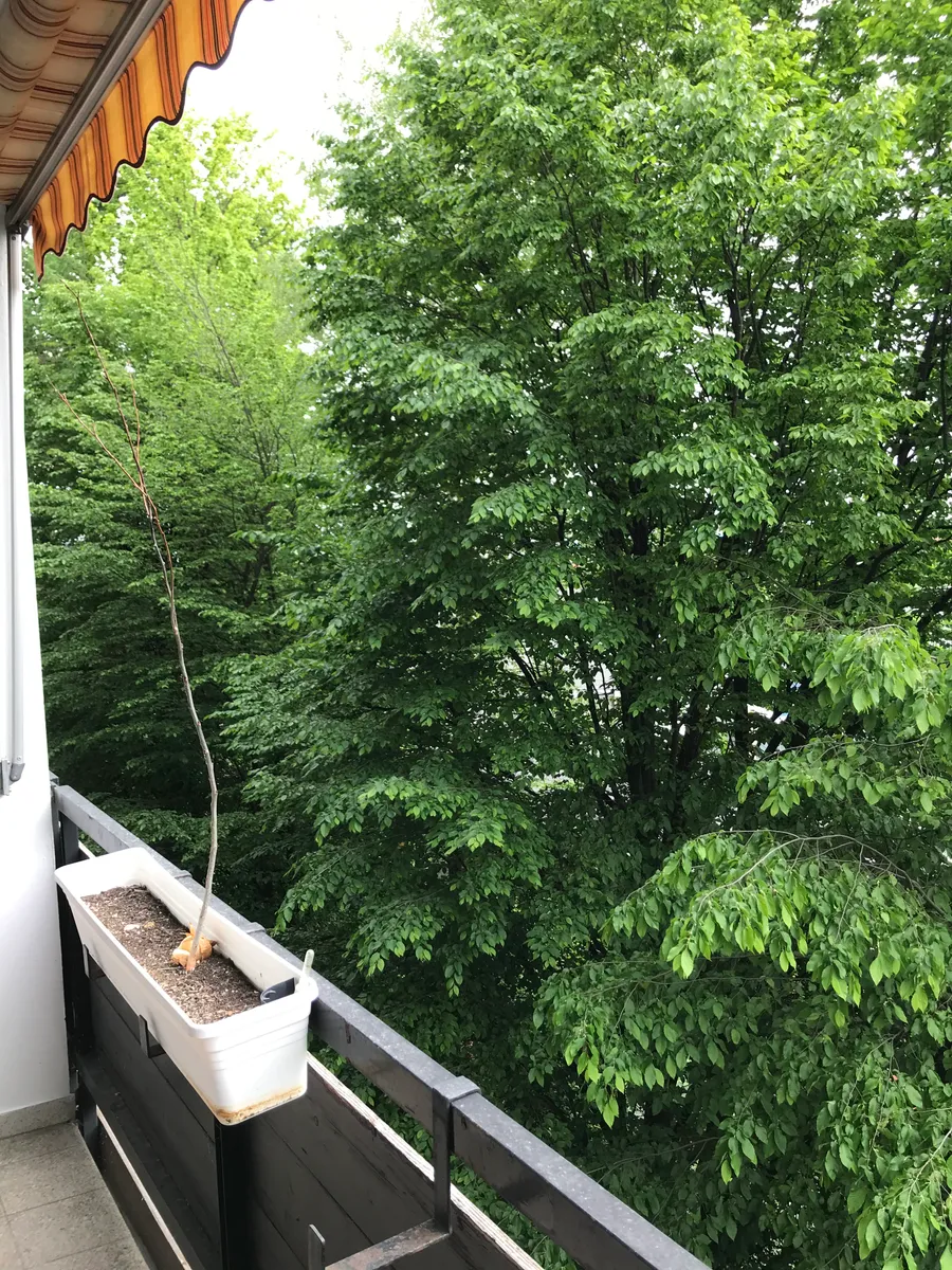 Blick in die Baumkronen Privat und Provisionsfrei - Widok 3