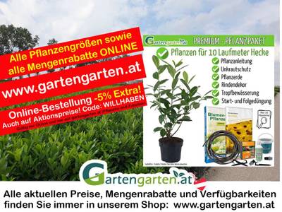 Kirschlorbeer 'Novita' 40-60cm - Pflanzpaket fr 10 Meter- Alles fr ihre  Hecke in einem Paket! Immergrner Sichtschutz aus sterreich!,  329,44  (1150 Wien) - willhaben