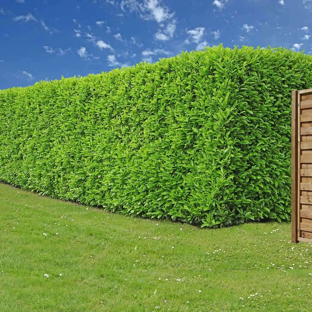 Kirschlorbeer 'Novita' 40-60cm - Pflanzpaket fr 10 Meter- Alles fr ihre  Hecke in einem Paket! Immergrner Sichtschutz aus sterreich!,  329,44  (1150 Wien) - willhaben