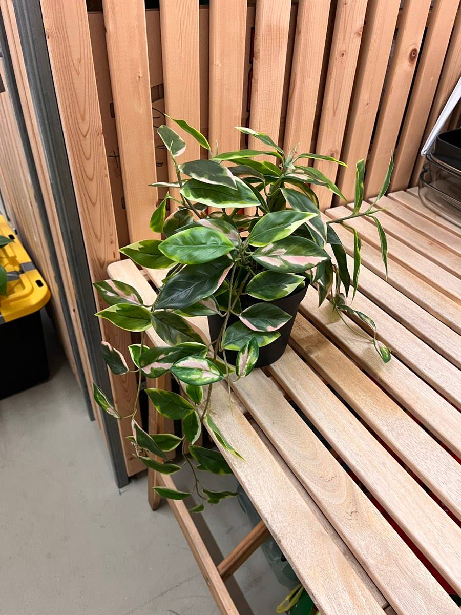 gefleckte monstera Monstera adansonii 'Mint' (Gefleckte Variegation) – Secret Garden Plant Shop main image 1