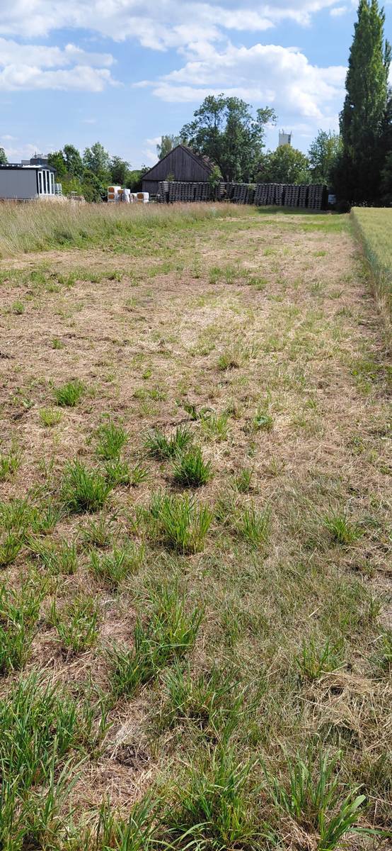 Betriebsgrundstück in Guntersdorfer Betriebsgebiet - Ansicht 3