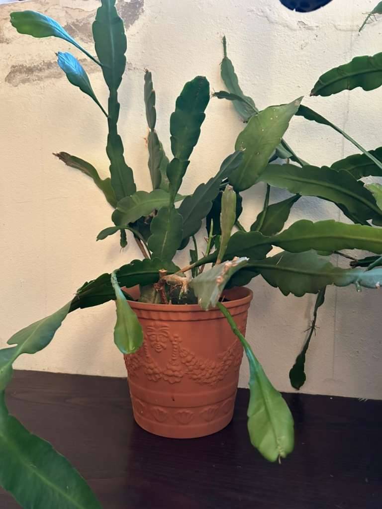 Epiphyllum Blattkaktus,  55,- (5020 Salzburg) - willhaben