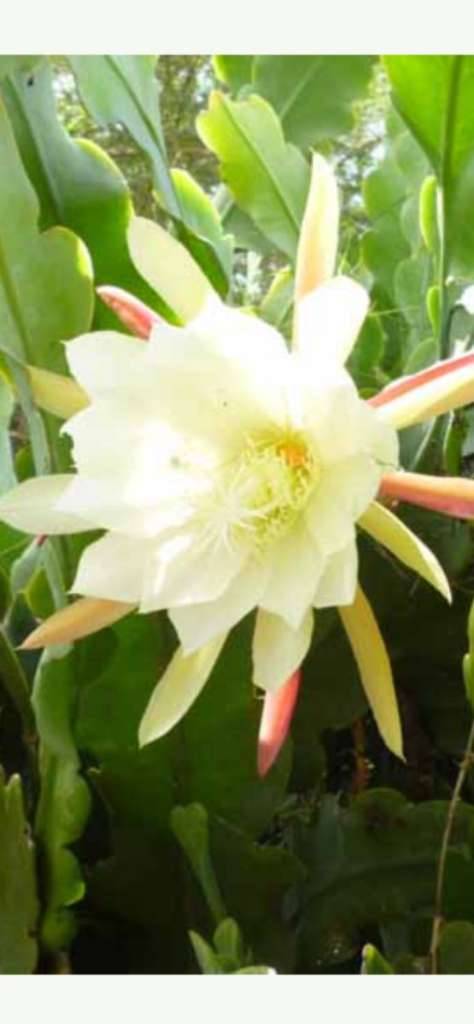 Epiphyllum Blattkaktus,  55,- (5020 Salzburg) - willhaben