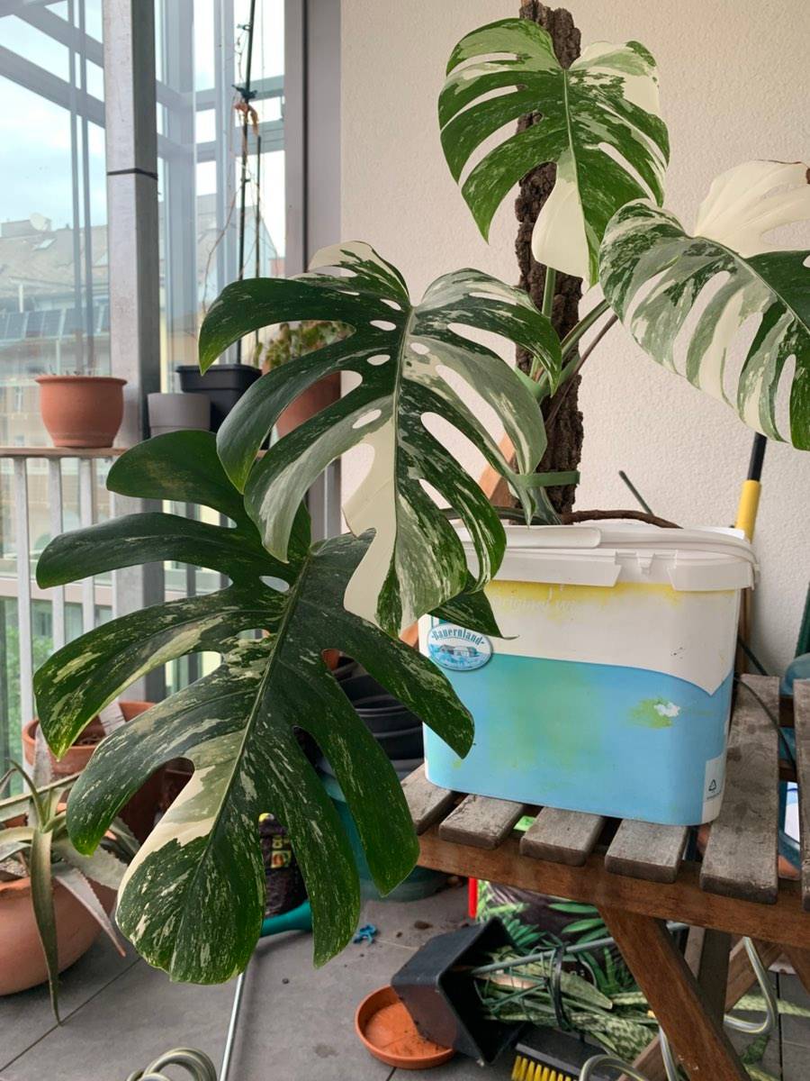 philodendron micans giftig Philodendron micans – Foliage Factory main image 0