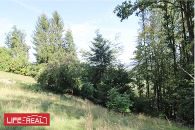 Grundstück kaufen in Vöcklabruck – 3 997 m², € 189.000 – Bild 6 von 13