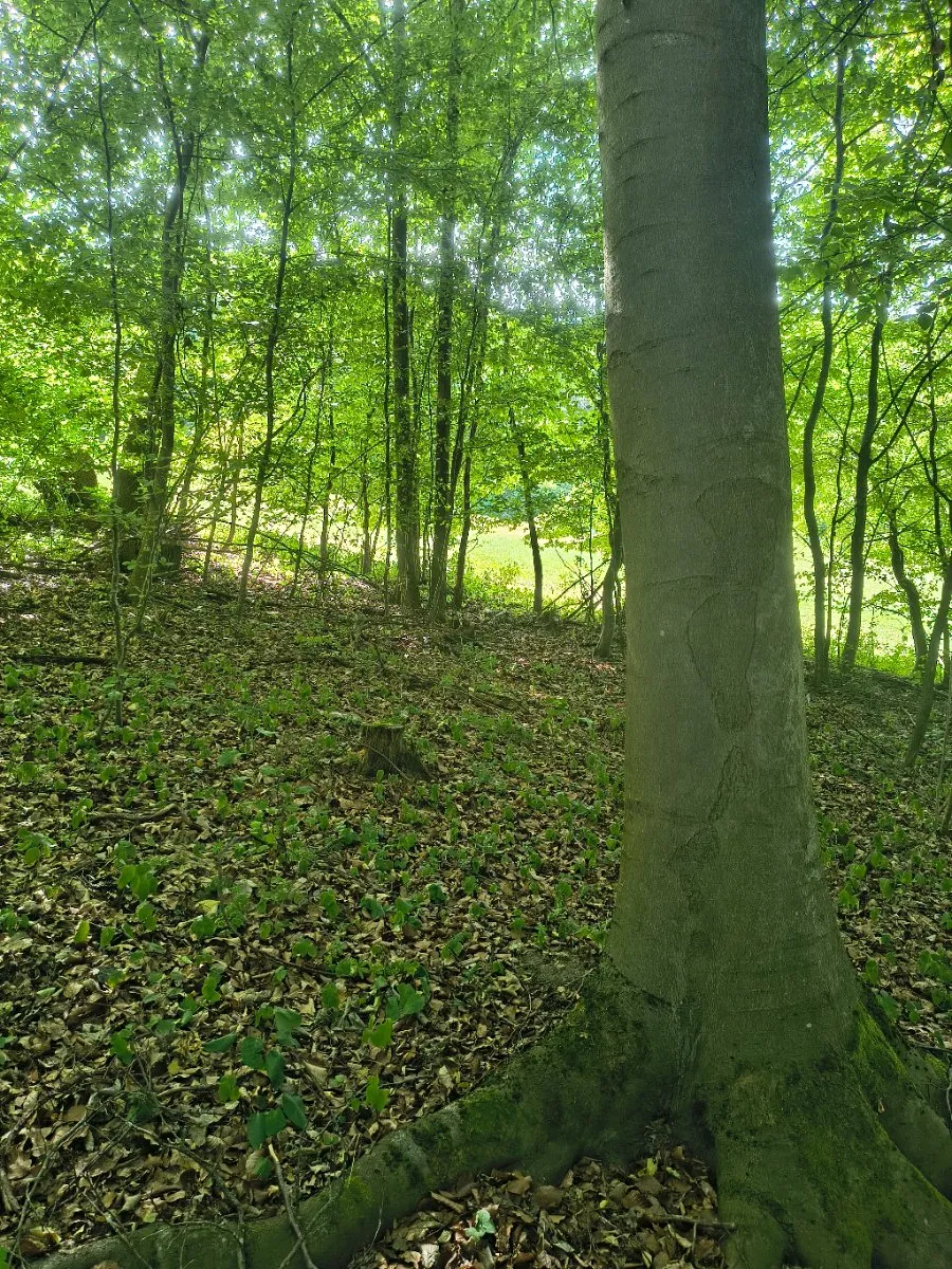 Attraktives Freizeitgrundstück / Waldgrundstück in der Wachau in absoluter Ruhelage - Ansicht 3