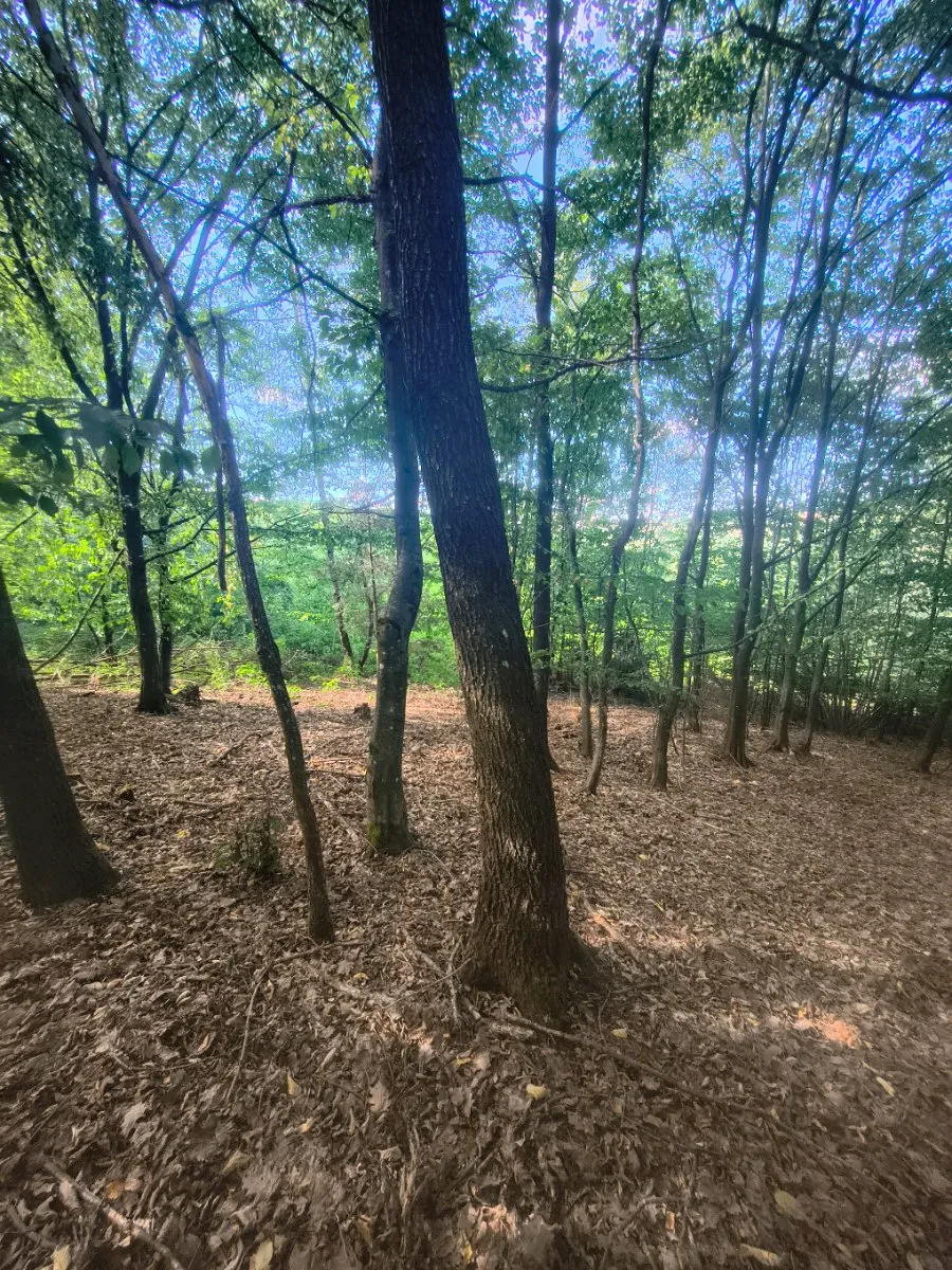 Attraktives Freizeitgrundstück / Waldgrundstück in der Wachau in absoluter Ruhelage