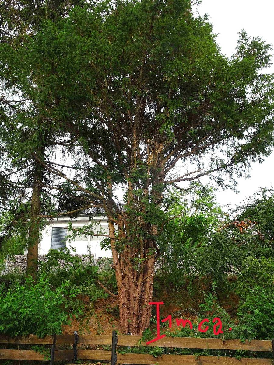 Stamm einer Eibe, Holz,  0,- (1210 Wien) - willhaben