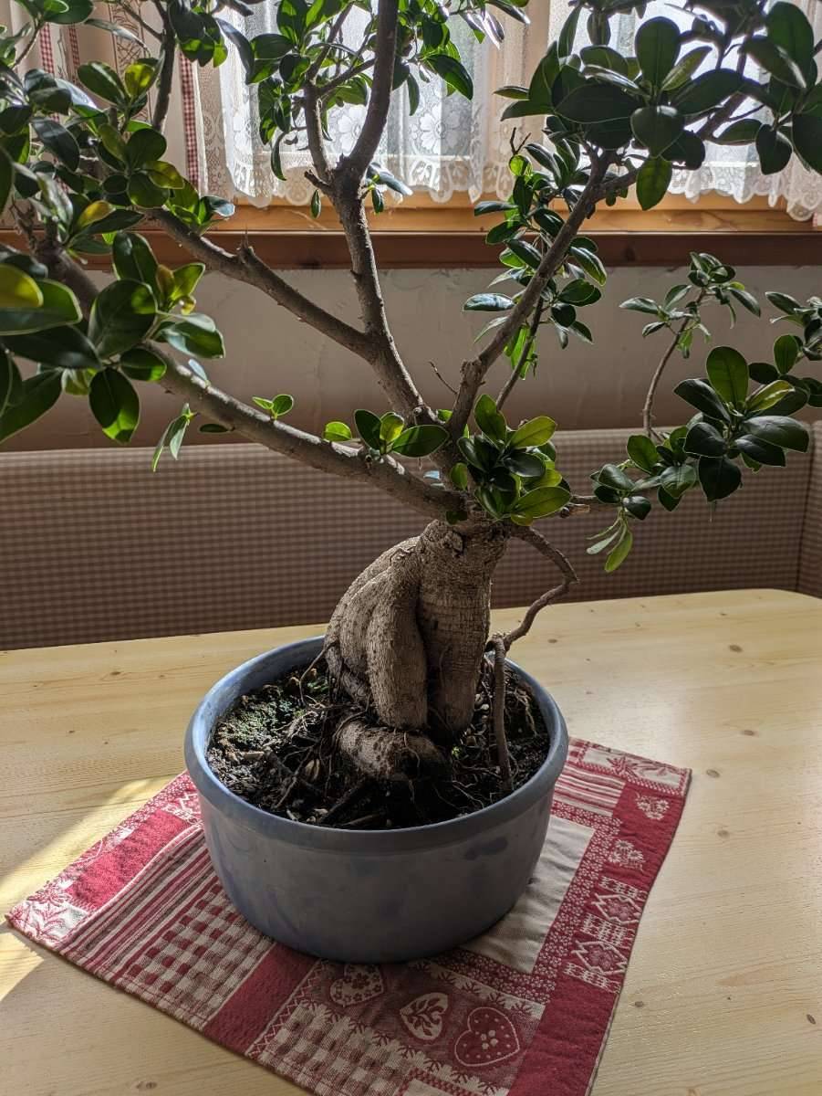 Ficus Ginseng Bonsai , ca 30 Jahre alt,  170,- (8582 Rosental an der  Kainach) - willhaben