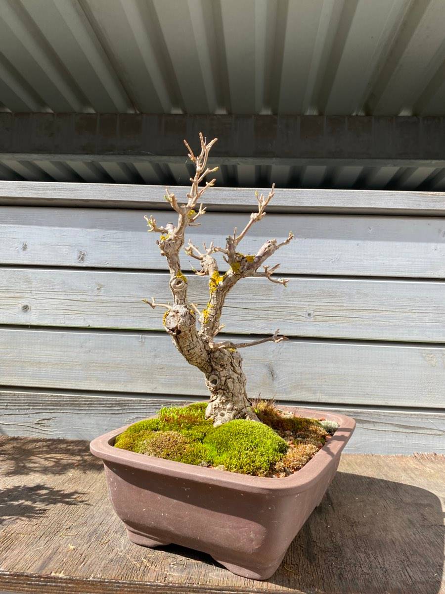 Bonsai Schneeball,  165,- (8073 Graz) - willhaben