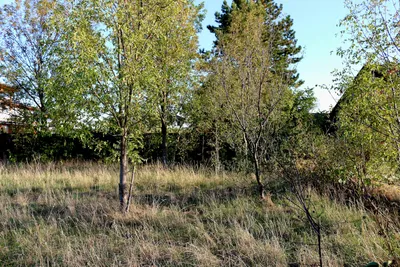 Grundstück kaufen in Wiener Neustadt Land – 900 m², € 350.000 – Bild 6 von 9