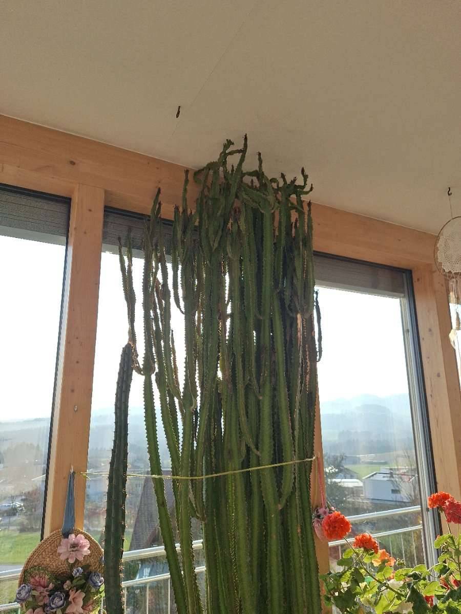 kentiapalme kaufen Kentia Palme Ø 19 cm – Elegante Zimmerpalme mit 80 cm Höhe main image 0