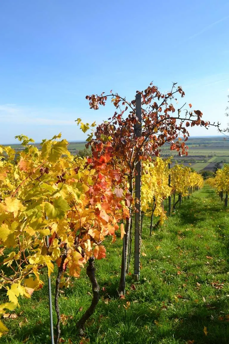 JAHRESMIETE ! Charmantes Kellerstöckl in den Weinbergen von Rechnitz – pohled 2