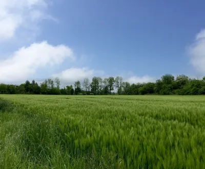 Grundstück kaufen in Schärding – 983 m², € 62.445 – Bild 2 von 3