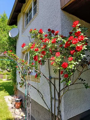 2-Zimmer-Wohnung mieten in Scheibbs – 75 m², € 700 – Bild 4 von 29