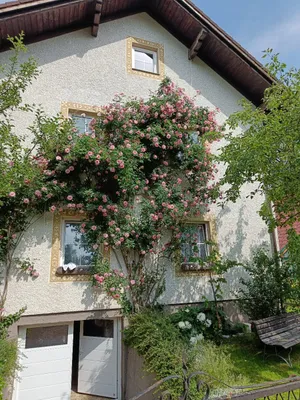 2-Zimmer-Wohnung mieten in Scheibbs – 75 m², € 700