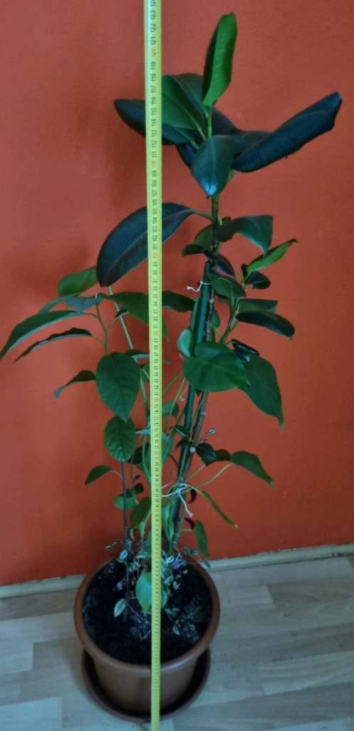 alocasia calidora variegata Alocasia Calidora - Majestic Elephant Ear Plant