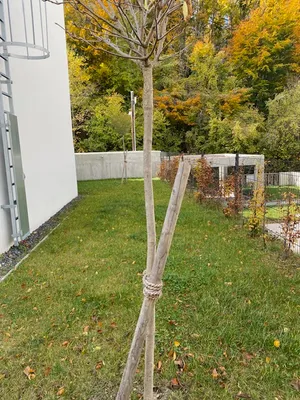4-Zimmer-Haus mieten in Tulln – 165 m², € 2.980 – Bild 12 von 18