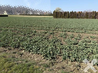 Grundstück kaufen in Südoststeiermark – 7 784 m², € 661.640 – Bild 3 von 6