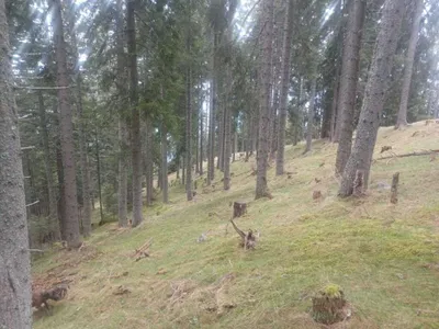 Grundstück kaufen in Villach Land – 41 050 m² – Bild 5 von 6