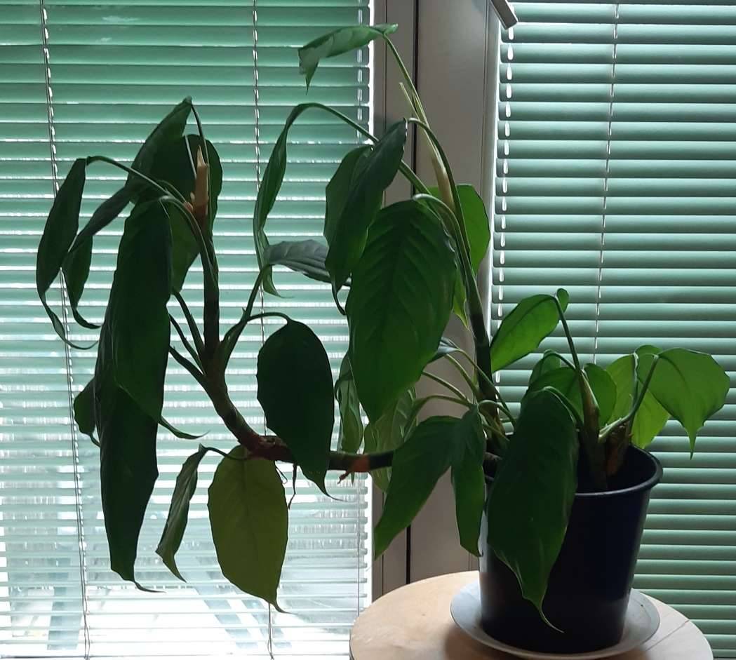 Attraktive mittelgrosse Spathiphyllum Friedenslilie Zimmerpflanze,  30,-  (1070 Wien) - willhaben