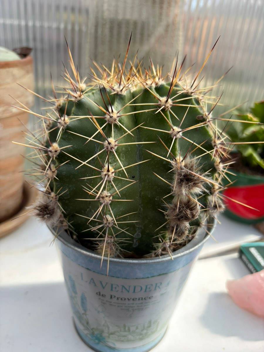 Kaktus mit Knospen,  27,- (2441 Mitterndorf an der Fischa) - willhaben