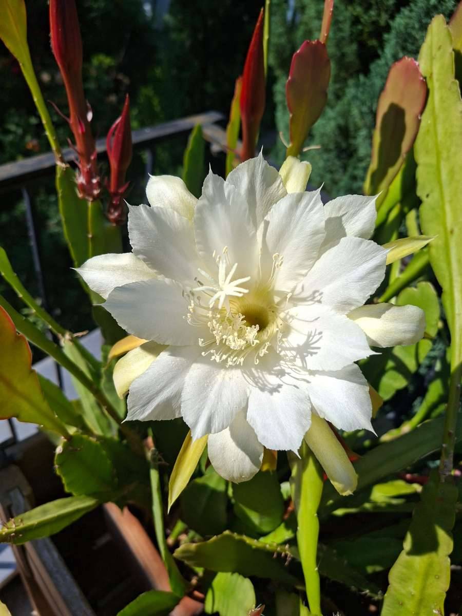 Epiphyllum-Blattkaktus Ableger wei+ rot,  7,- (3400 Klosterneuburg) -  willhaben