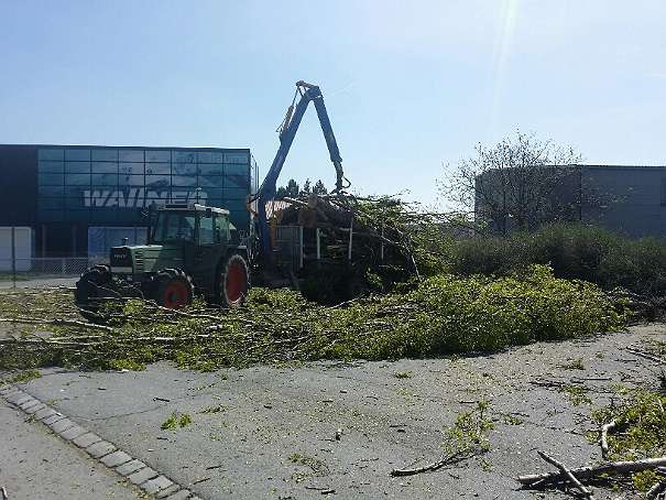 Baum abtragen Baumentfernung Baum schneiden